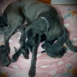 thai ridgeback